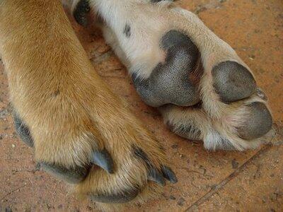 Did you know dogs sweat through the pads on their feet