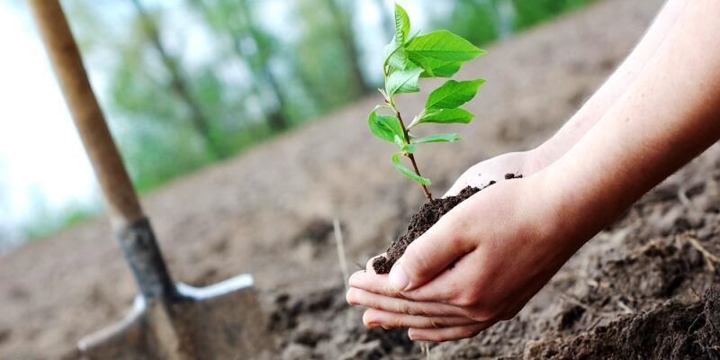 Madhya Pradesh pollution board asks industries to plant trees