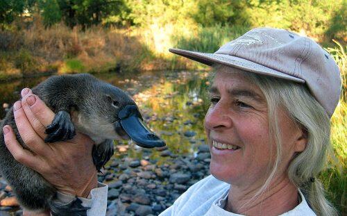 Supplied image obtained Wednesday, March 11, 2015 of conservation biologist Dr Melody Serena with a platypus near a Victorian creek. Scientists hope a planned water release into a Victorian creek will boost the number of platypuses in the area. (AAP Image/North Central Catchment Management Authority) NO ARCHIVING, EDITORIAL USE ONLY