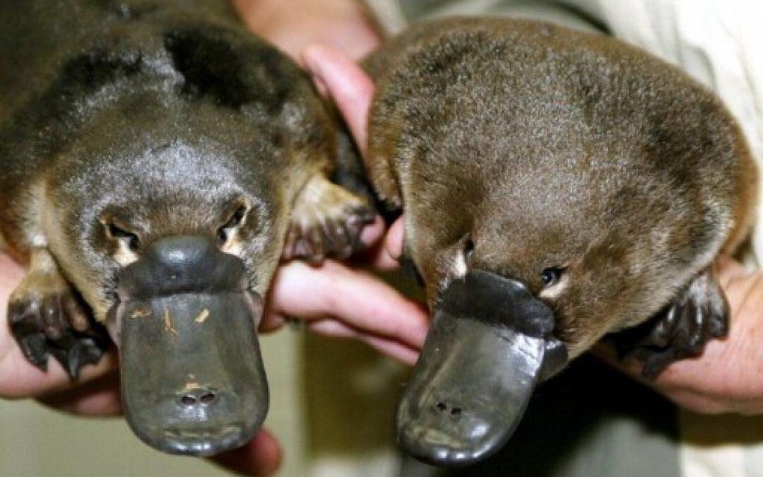 الـ Platypus من الثدييات ذوات الدم الحار… يبيض ولا يلد!