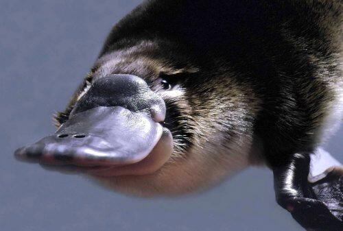 platypus2