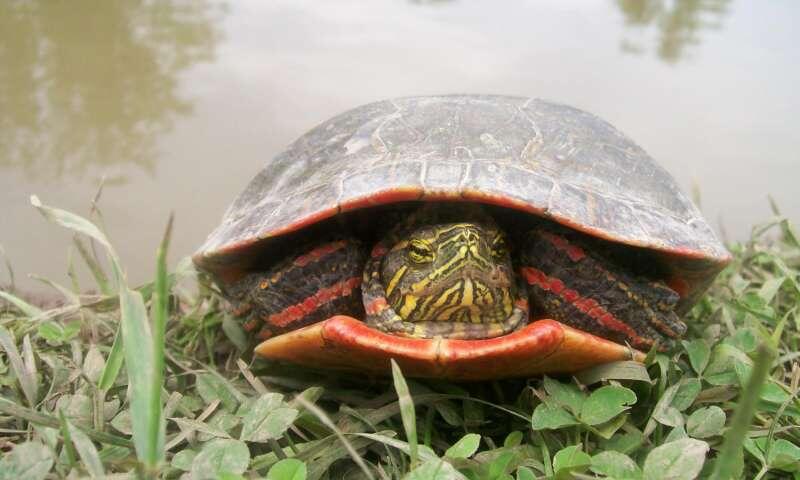 «Gène rouge» chez les oiseaux et les tortues suggère dinosaures avaient la vision des oiseaux