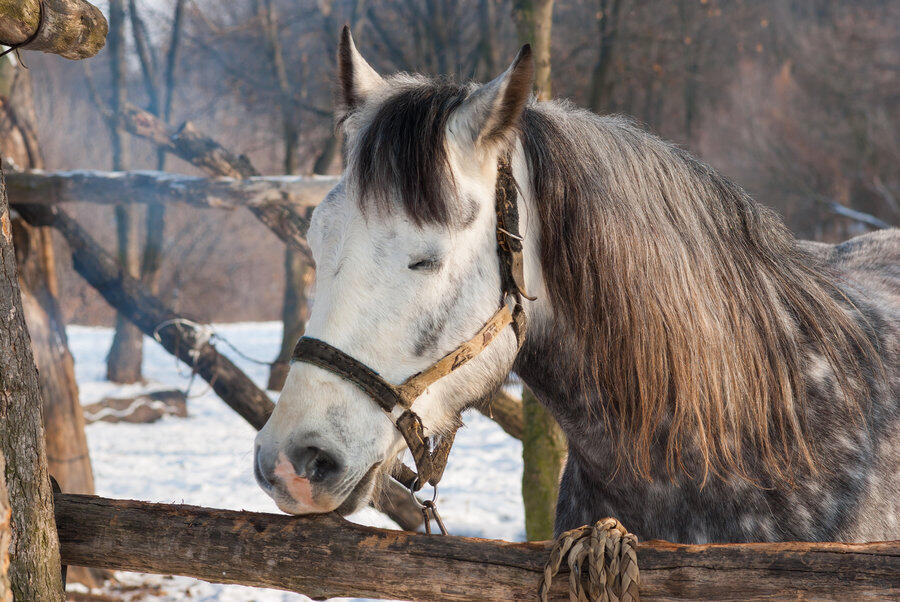 Did you know horses sleep standing up