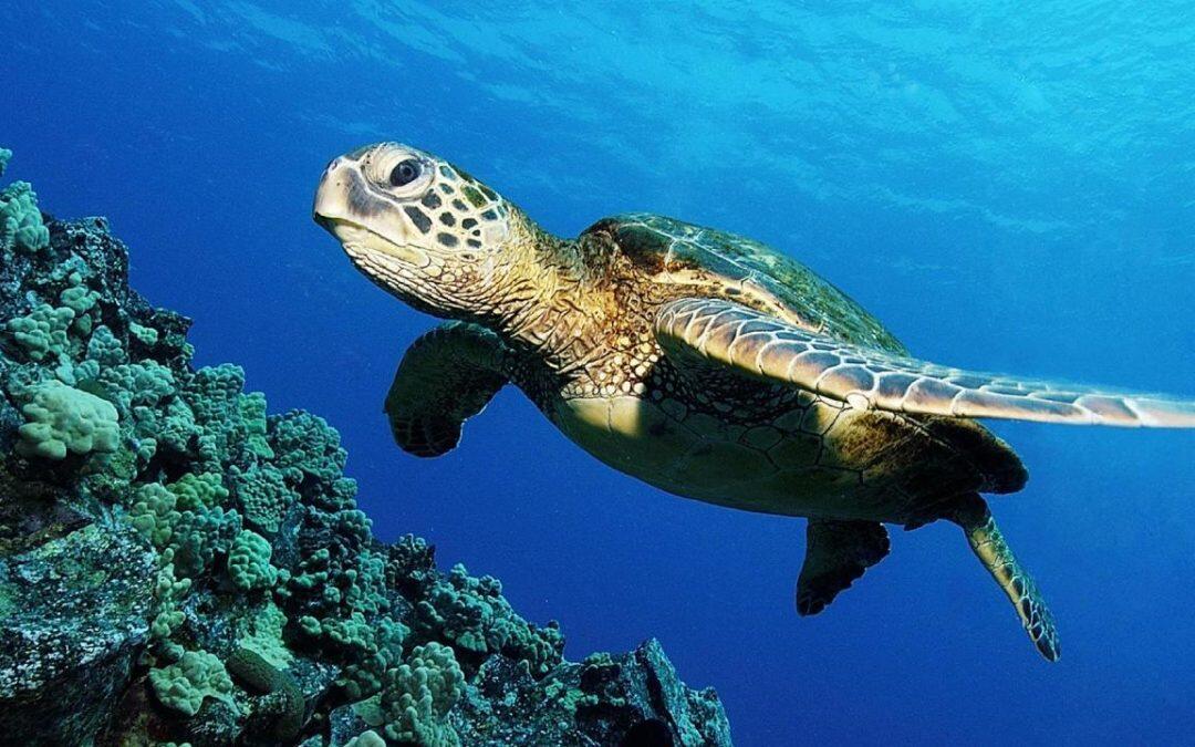 Camping for a Cause… More than 50 volunteers guard sea turtles’ eggs in Valencia