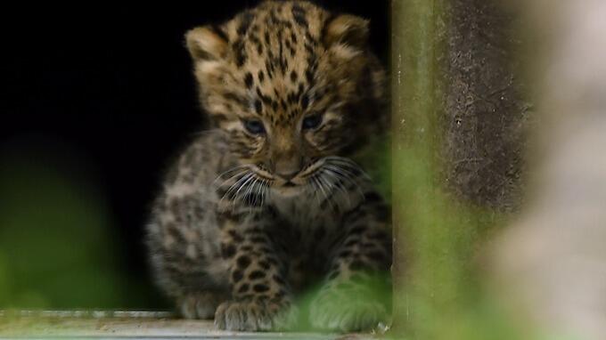 Pair of endangered leopard cubs born at UK zoo