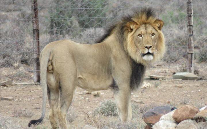 Lion ON LOOSE in Cornwall