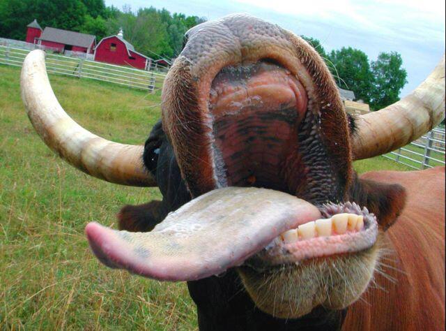 Did you know cows don’t have upper front teeth