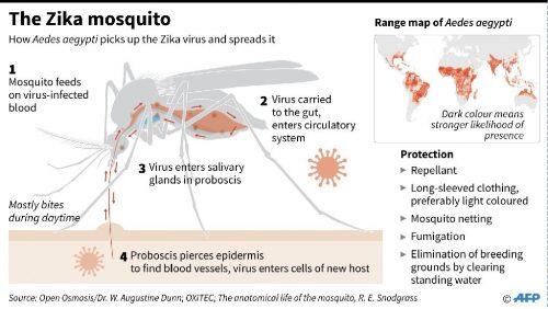 The Zika mosquito. (Illustration: Adrian Leung, John Saeki/AFP)