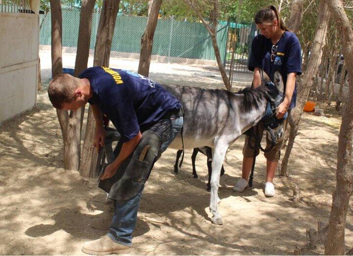 Animal hospital collects donations for animal nonprofit in Kuwait