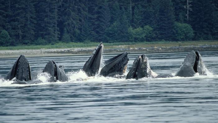 Did you know a group of whales is called a pod