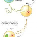 ‘ملية التمثيل الضوئي