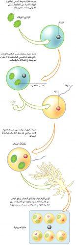 ‘ملية التمثيل الضوئي