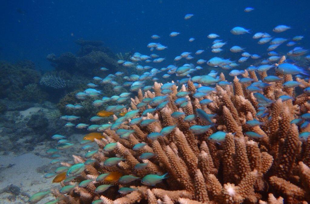 Coral fish stress out if separated from ‘shoal-mates’