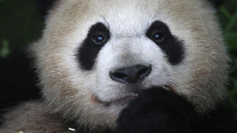 Comment la Chine a sauvé les pandas géants de l’extinction?