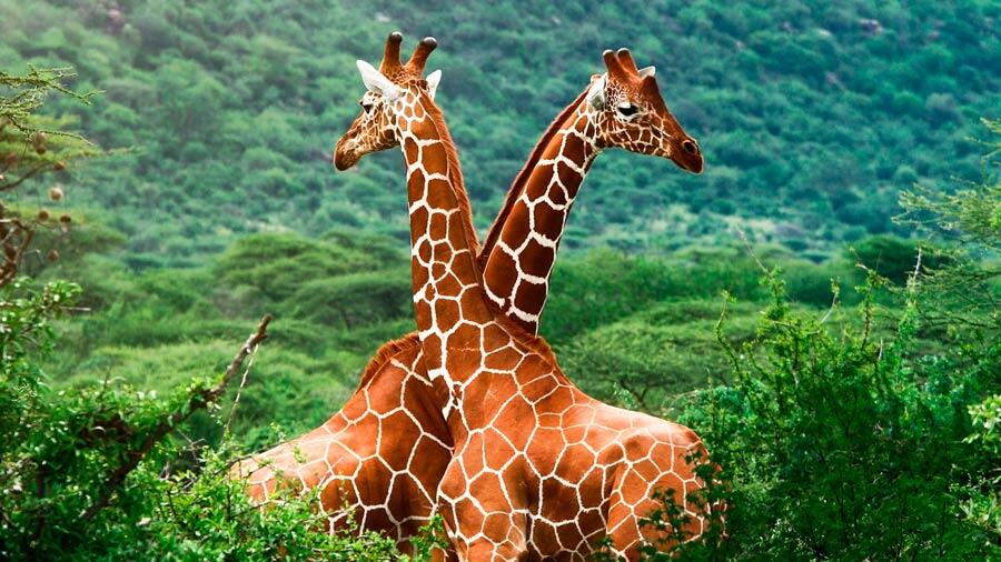 Quatre espèces de girafe africaine