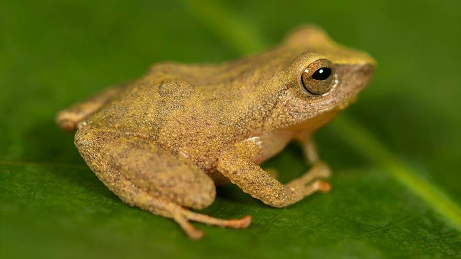 Une belle grenouille découvert au Pérou