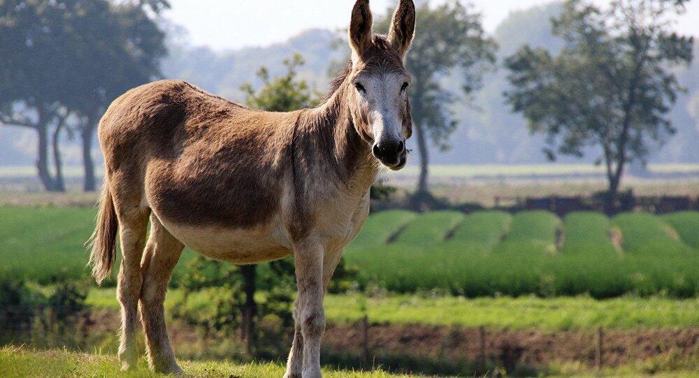 Donkey Dairy and the Man Who Saved Italy’s Asses