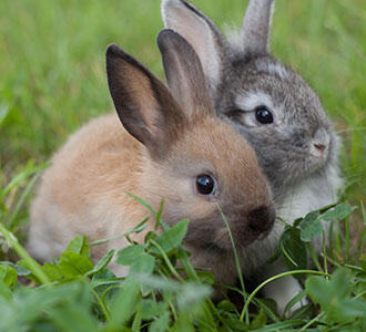 Did you know rabbits like licorice