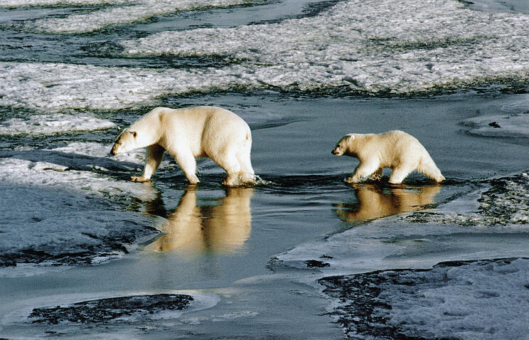 Dogs and flares arrive to save polar-bear besieged Arctic weather station