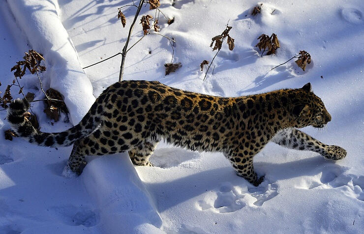 Russian far eastern national park to open 7 eco-tour routes