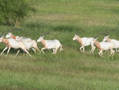 Scimitar horned oryx reintroduced into the wild