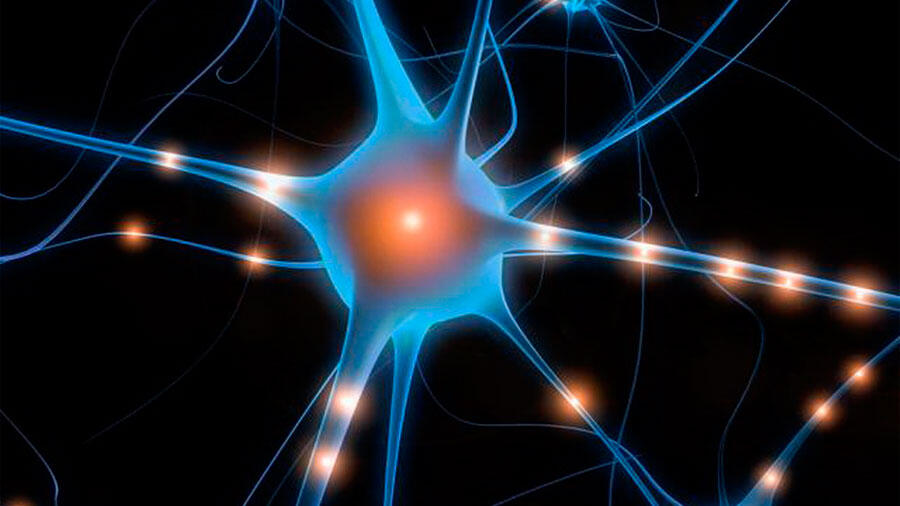 Los anticuerpos favorecen la hiperactividad neuronal