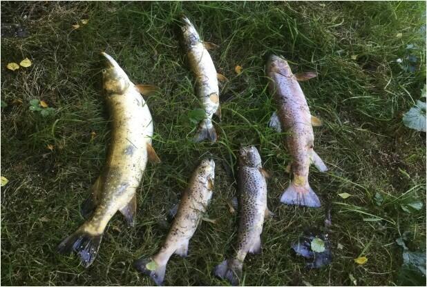 More than 15,000 fish killed due to sewage pollution in River Trent between Hanford and Trentham