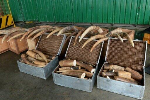 New York seizes $4.5 mn worth of elephant ivory items