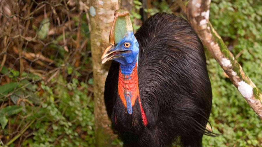 L’oiseau le plus dangereux du monde est en voie de disparition