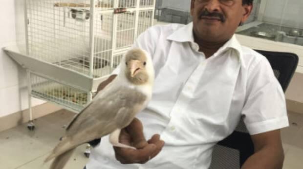 Dh30,000 for a white crow?