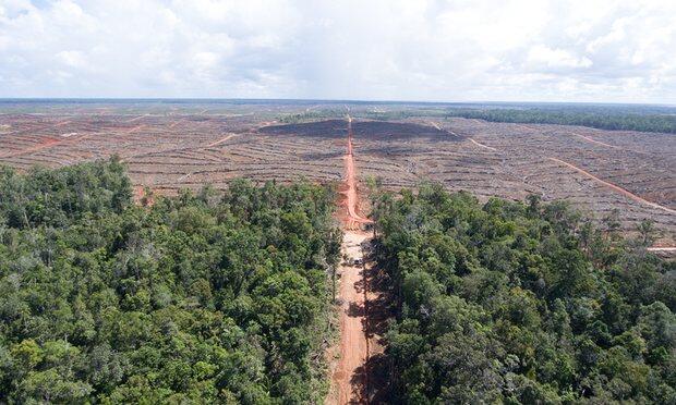 Korean palm oil firm accused of illegal forest burning in Indonesia