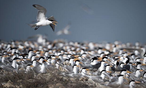 Terns flee warming temperatures in epic migration north to Alaska