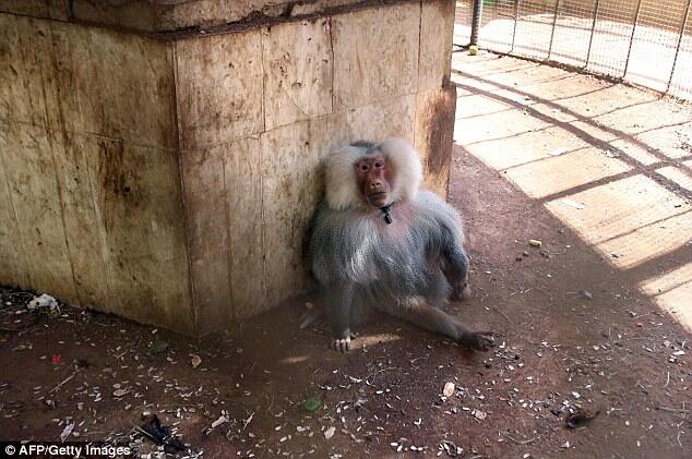 The world’s saddest monkey… in Aleppo Zoo