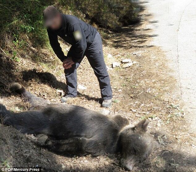 Endangered brown bear is found dead in Spain