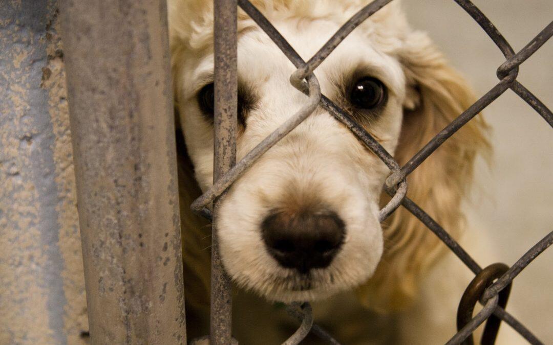 Animal abuse could signal deep-rooted psychological problems