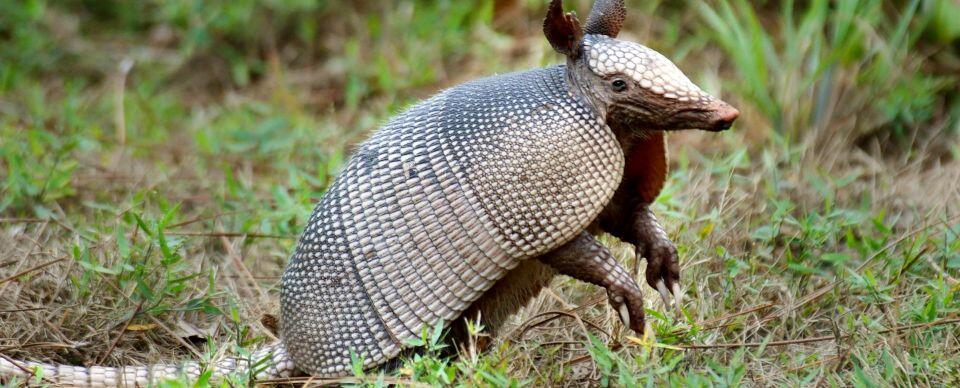 Did you know armadillos have 4 babies at a time and are all the same sex