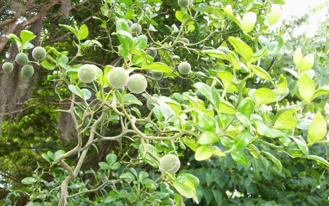 Spain: Valencian citrus sector celebrates creation of brand Naranja de Valencia