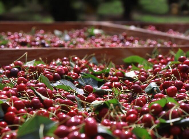 Poland, Italy and Spain, the largest cherry growers in the EU