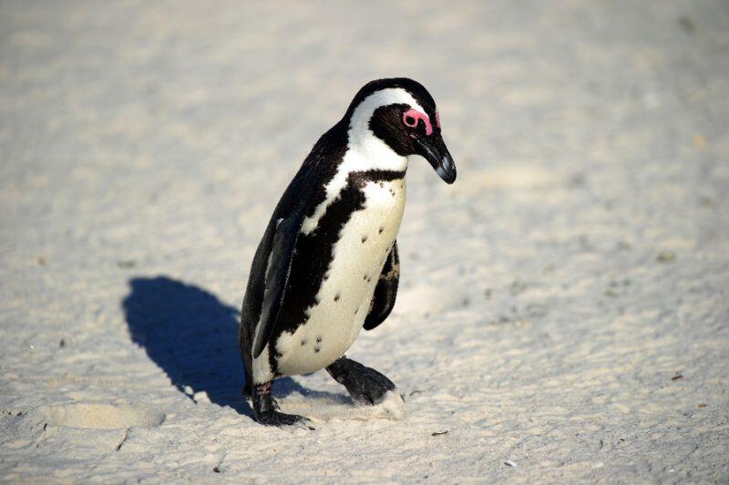 Two accused in S. African court for ‘freeing’ endangered penguin