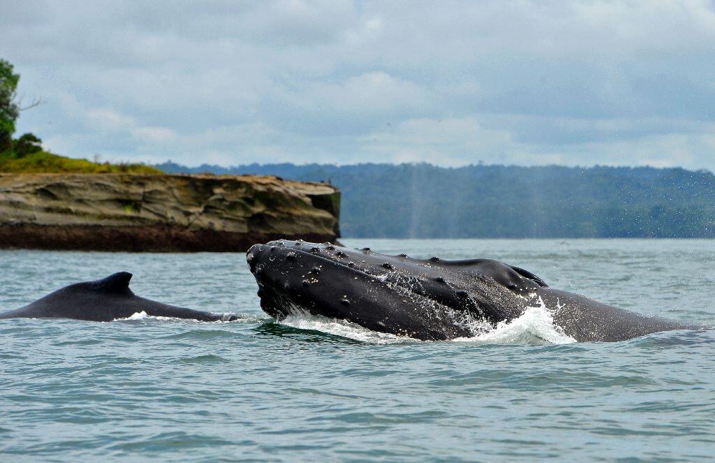 Most humpback whales taken off US endangered species list