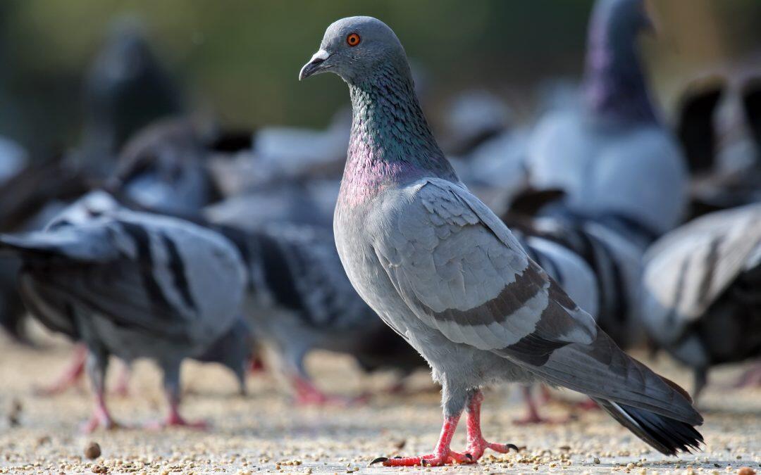 Did you know the bones of a pigeon weigh less than its feathers