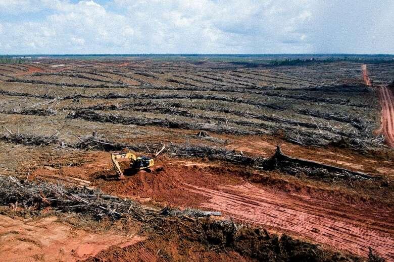 Indonesian paradise lost in palm oil race