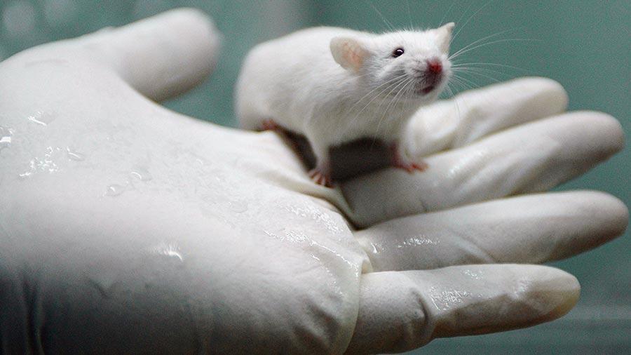 New compound in mice slows kidney disease caused by diabetes