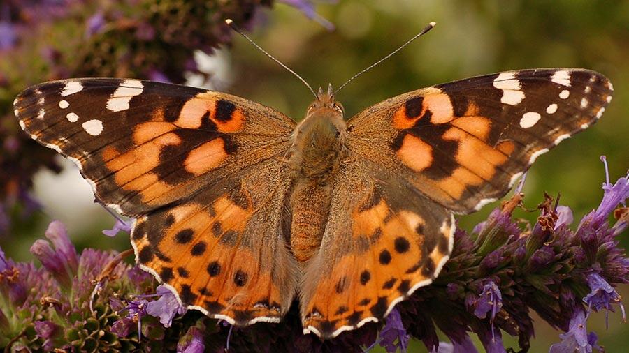 Papillon en mesure de faire une migration de 4.000 kilomètres