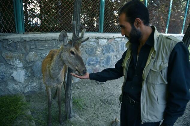 Kabul’s once battle-scarred zoo roars back to life