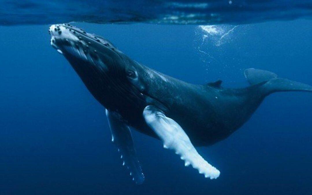 Las ballenas jorobadas usan una red de burbujas para concentrar y atrapar a sus presas