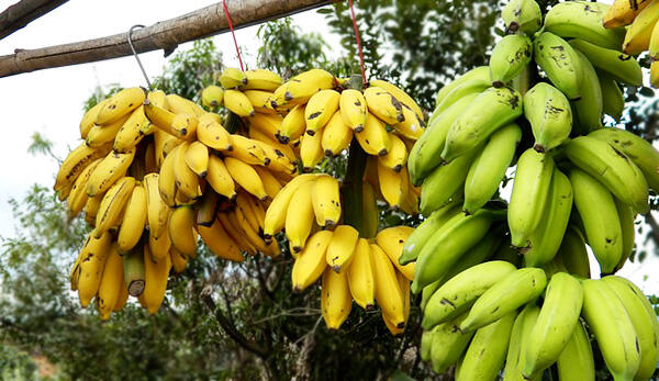 Savez-vous laquelle de ces bananes est la meilleure pour votre santé ?