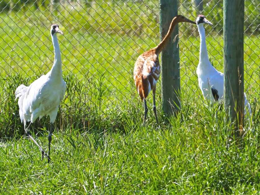 Calgary Zoo honoured for whooping crane conservation efforts