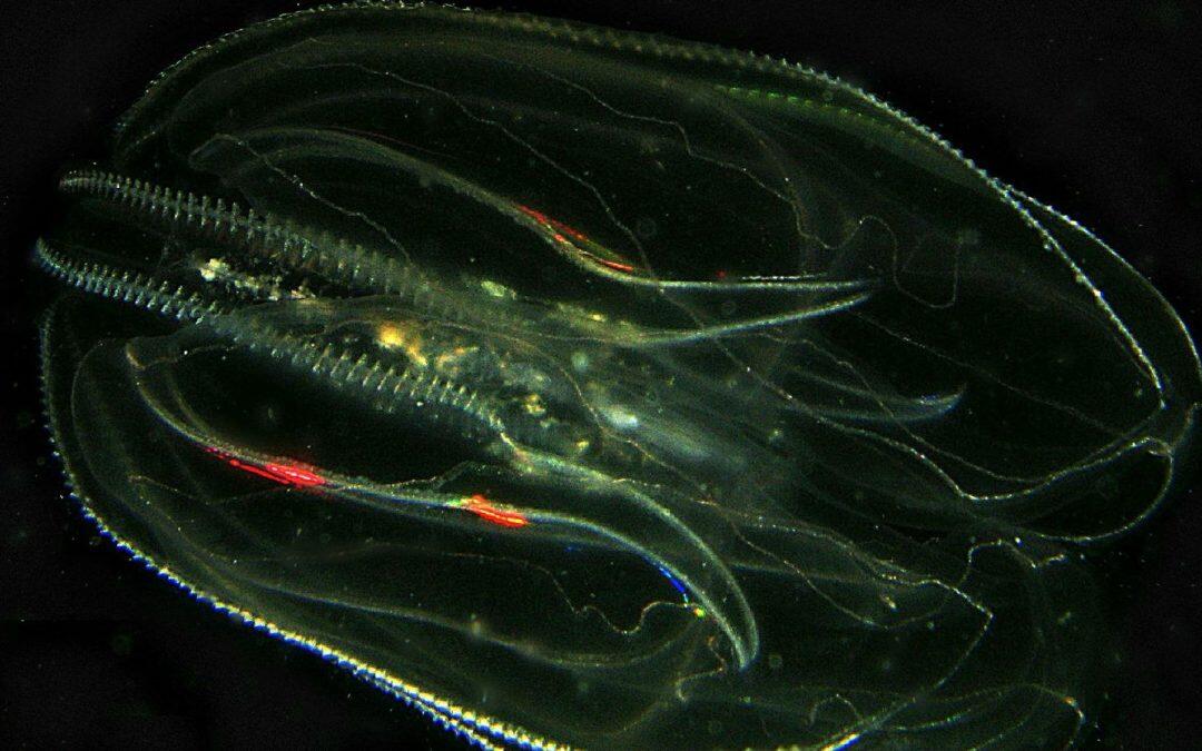 An invasive jellyfish has barged in on Italy’s delicious anchovies