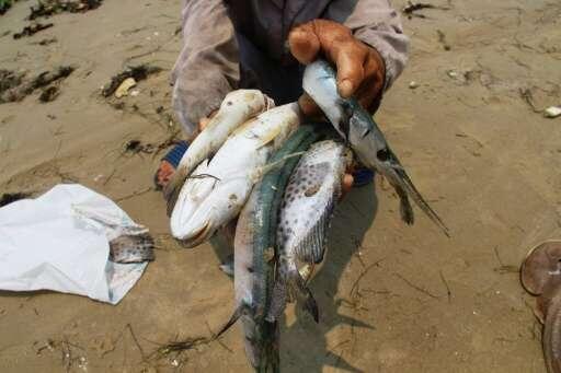 Vietnam investigating new fish deaths